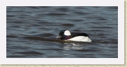 DSC_5060 Bufflehead * 1121 x 526 * (157KB)